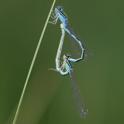 Coenagrion scitulum (Dainty Damselfly) in cop 4.JPG